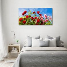 Wallmuralia Foto-obrah sklo tvrzené Divoké růže 100x50 cm 2 úchytky