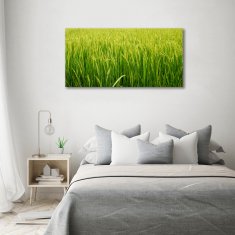 Wallmuralia Foto obraz sklo tvrzené Rýžové pole 120x60 cm 2 úchytky