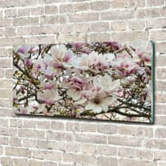 Wallmuralia Foto obraz sklo tvrzené Květiny magnolie 120x60 cm 2 úchytky