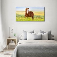 Wallmuralia Foto obraz sklo tvrzené Hnědý kůň 100x50 cm 4 úchytky