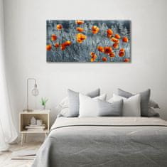 Wallmuralia Moderní skleněný obraz z fotografie Polní mák 100x50 cm 2 úchytky