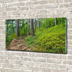 Wallmuralia Foto obraz fotografie na skle Lesní stezka 120x60 cm 2 úchytky