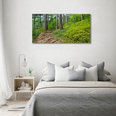 Wallmuralia Foto obraz fotografie na skle Lesní stezka 120x60 cm 2 úchytky