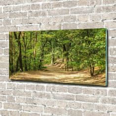 Wallmuralia Foto obraz skleněný horizontální Lesní stezka 140x70 cm 4 úchytky