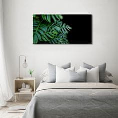 Wallmuralia Foto obraz fotografie na skle Monstera 100x50 cm 4 úchytky