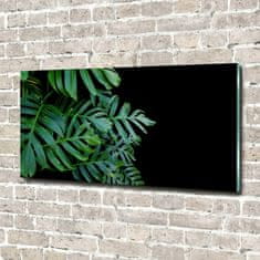 Wallmuralia Foto obraz fotografie na skle Monstera 140x70 cm 2 úchytky