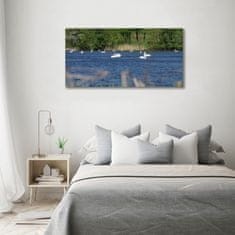 Wallmuralia Foto obraz fotografie na skle Bílé labutě 100x50 cm 4 úchytky