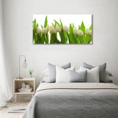 Wallmuralia Foto-obrah sklo tvrzené Bílé tulipány 100x50 cm 2 úchytky