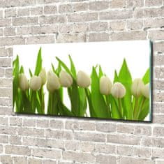 Wallmuralia Foto-obrah sklo tvrzené Bílé tulipány 100x50 cm 2 úchytky