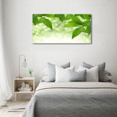 Wallmuralia Foto obraz skleněný horizontální Zelené listí 120x60 cm 4 úchytky