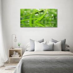 Wallmuralia Foto-obraz fotografie na skle Kapky na trávě 120x60 cm 2 úchytky