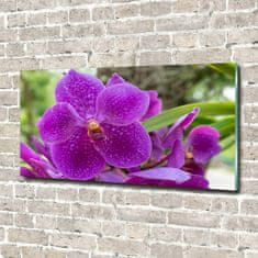 Wallmuralia Foto obraz skleněný horizontální Orchidej 100x50 cm 2 úchytky