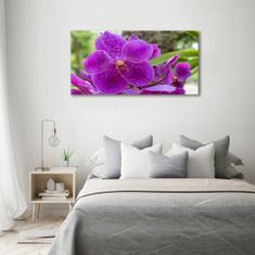 Wallmuralia Foto obraz skleněný horizontální Orchidej 100x50 cm 2 úchytky