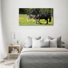 Wallmuralia Foto obraz fotografie na skle Kobyla a hříbě 100x50 cm 4 úchytky