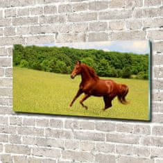 Wallmuralia Fotoobraz skleněný na stěnu do obýváku Kůň na louce 140x70 cm 4 úchytky