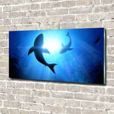 Wallmuralia Foto obraz skleněný horizontální Dva žraloci 120x60 cm 4 úchytky