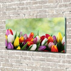 Wallmuralia Foto-obraz fotografie na skle Barevné tulipány 120x60 cm 2 úchytky