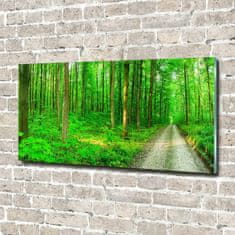 Wallmuralia Foto obraz skleněný horizontální Stromy v lese 120x60 cm 2 úchytky