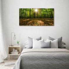 Wallmuralia Foto obraz fotografie na skle Les 100x50 cm 2 úchytky