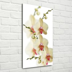 Wallmuralia Vertikální Foto-obrah sklo tvrzené Orchidej 70x140 cm 2 úchytky