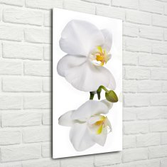 Wallmuralia Vertikální Foto obraz fotografie na skle Bílá orchidej 70x140 cm 4 úchytky