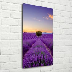 Wallmuralia Vertikální Foto obraz sklo tvrzené Pole levandule 70x140 cm 4 úchytky