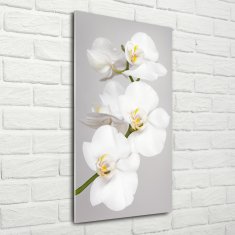 Wallmuralia Vertikální Foto obraz fotografie na skle Bílá orchidej 70x140 cm 4 úchytky