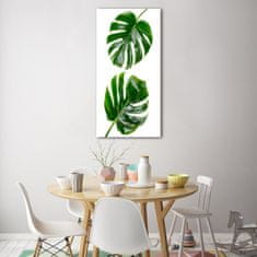 Wallmuralia Vertikální Foto-obrah sklo tvrzené Monstera 50x100 cm 2 úchytky