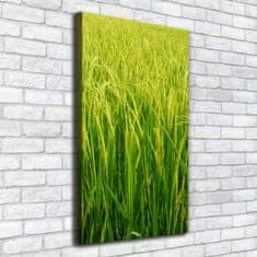 Wallmuralia Foto-obraz canvas do obýváku Plantáž rýže 50x100 cm