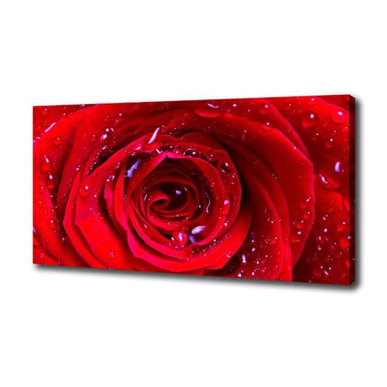 Wallmuralia Foto obraz canvas Květ růže
