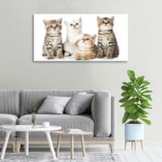 Wallmuralia Foto obraz canvas Malé kočky 100x50 cm