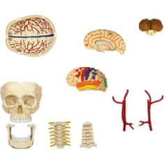 MGM MGM, Explora, Anatomie lebky a mozku, Anatomické zkušenosti