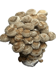 Substrát Shiitake