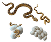 figurky životní cyklus Had