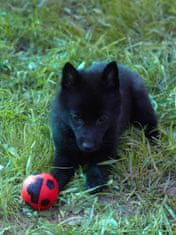 Japan Premium Přírodní latexová hračka ve tvaru fotbalového míče pro štěňata a psy malých plemen