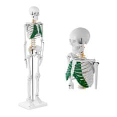 shumee Anatomický model lidské kostry, 85 cm