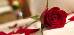 koryworld Postel plná růží - lupeny 100 ks