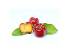 Chaganela Doplněk stravy - Acerola (přírodní vitamín C) 270 kapslí