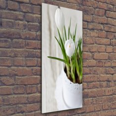 Wallmuralia Vertikální Foto obraz sklo tvrzené Bílé krokusy 50x125 cm 4 úchytky