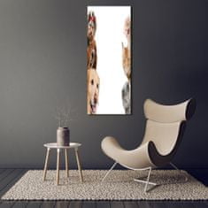 Wallmuralia Vertikální Foto-obrah sklo tvrzené Psy a kočky 50x125 cm 2 úchytky