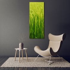 Wallmuralia Vertikální Foto obraz fotografie na skle Plantáž rýže 50x125 cm 2 úchytky