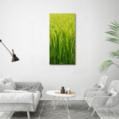 Wallmuralia Vertikální Foto obraz fotografie na skle Plantáž rýže 60x120 cm 4 úchytky