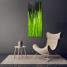 Wallmuralia Vertikální Foto obraz sklo tvrzené Stéblo trávy 70x140 cm 2 úchytky