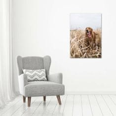 Wallmuralia Vertikální Foto obraz skleněný svislý Golden retriever 70x100 cm 2 úchytky