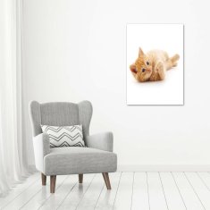 Wallmuralia Vertikální Foto obraz sklo tvrzené Malá červená kočka 70x100 cm 4 úchytky