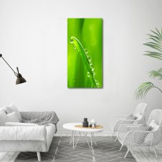 Wallmuralia Vertikální Foto obraz sklo tvrzené Stéblo trávy 60x120 cm 2 úchytky