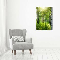 Wallmuralia Vertikální Foto obraz sklo tvrzené Břízový les 70x100 cm 2 úchytky