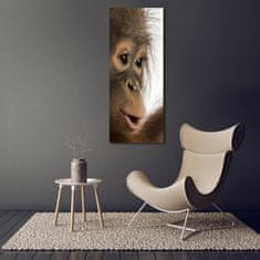 Wallmuralia Vertikální Fotoobraz na skle Mladý orangutan 50x125 cm 4 úchytky