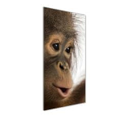 Wallmuralia Vertikální Fotoobraz na skle Mladý orangutan 50x125 cm 4 úchytky