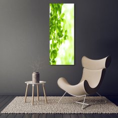 Wallmuralia Vertikální Foto obraz fotografie na skle Zelené listí 50x125 cm 2 úchytky